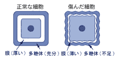 正常な細胞と傷んだ細胞