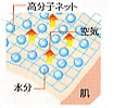 肌の構造図