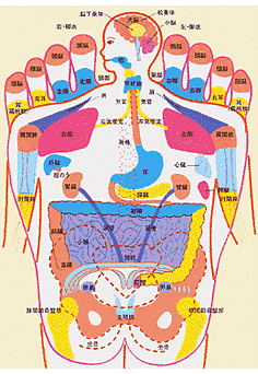全身のツボ