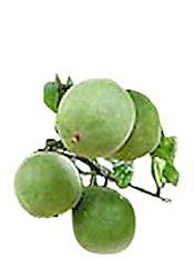 羅漢果の果実